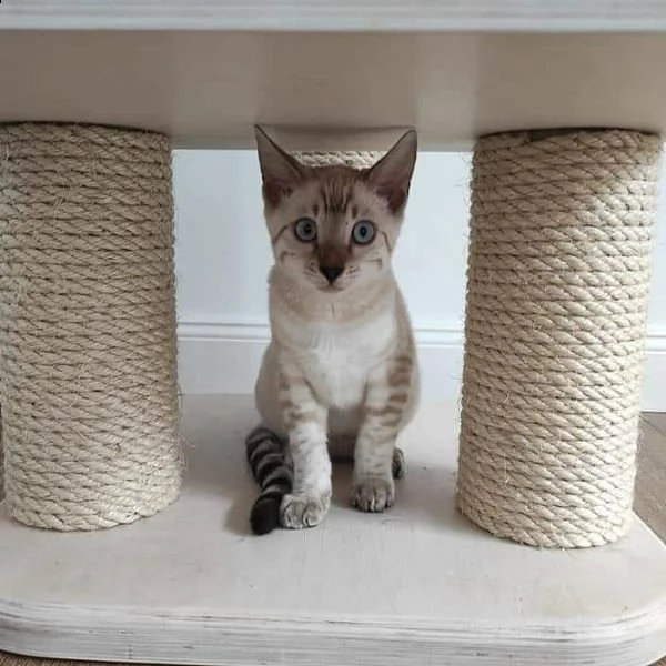 ^&%* regalo gattini del bengala %^&* | Foto 0