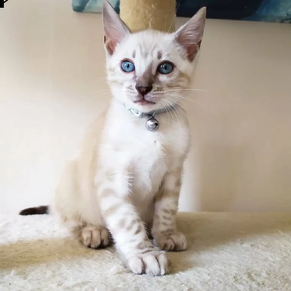 ^&%* regalo gattini del bengala %^&*