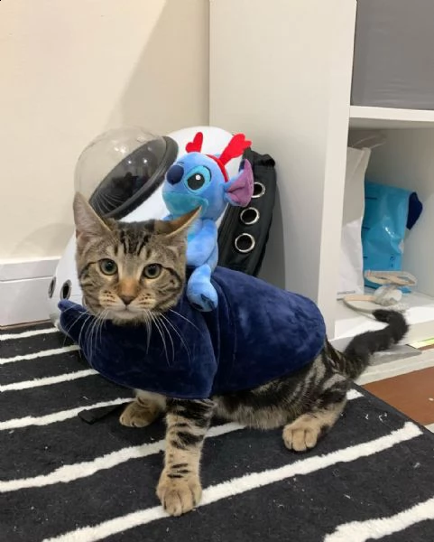 **&# regalo gattini del bengala $%$# | Foto 0