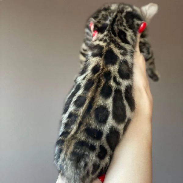 $%#^ regalo gattini del bengala&*&^