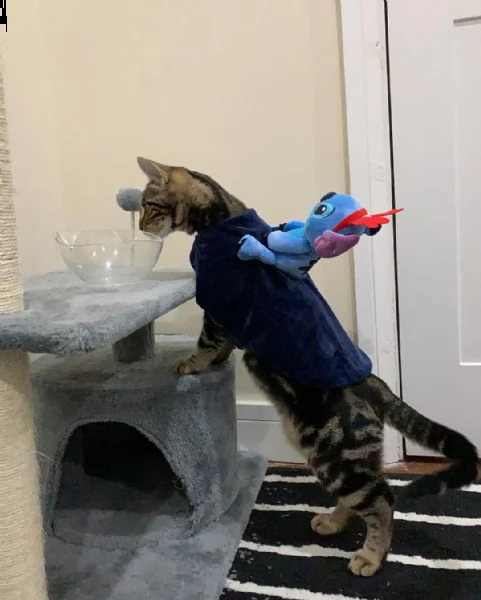 $^#*& regalo gattini del bengala #[at]#[at] | Foto 0