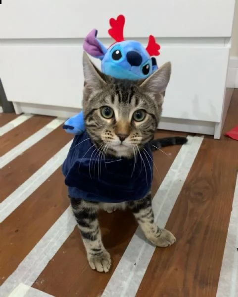 $^#*& regalo gattini del bengala #[at]#[at]