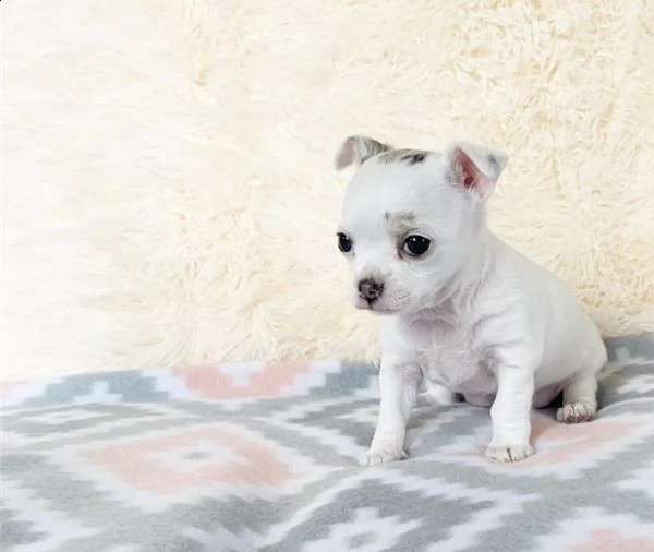 cuccioli di chihuahua giocosi | Foto 1