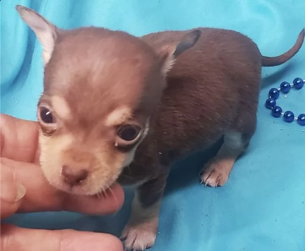 cuccioli di chihuahua giocosi | Foto 0