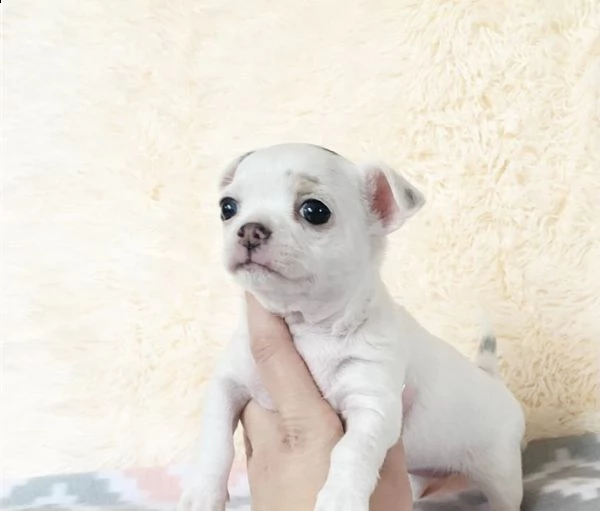 cuccioli di chihuahua giocosi