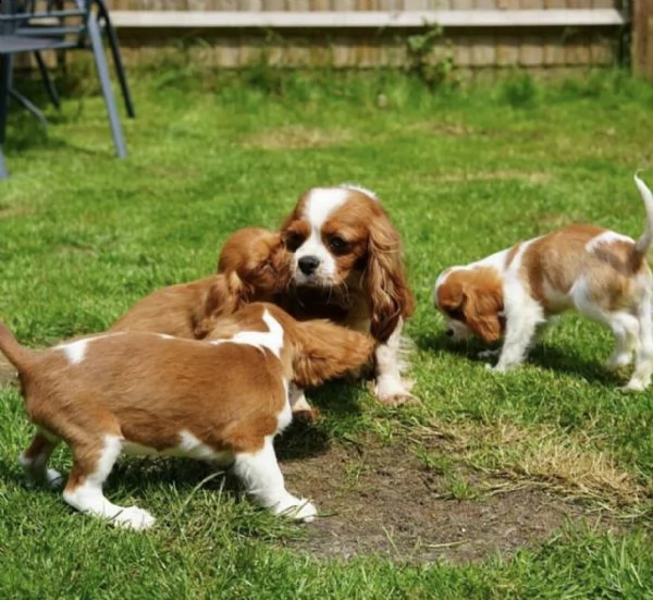 cuccioli di cavalier king charles | Foto 1