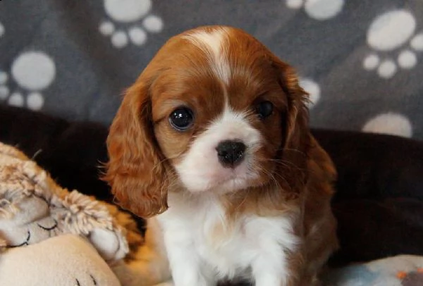 cuccioli di cavalier king charles