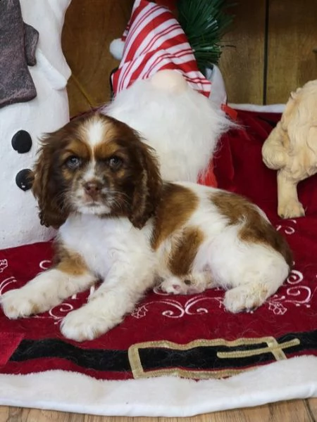 regalo bambini cocker spaniel cuccioli