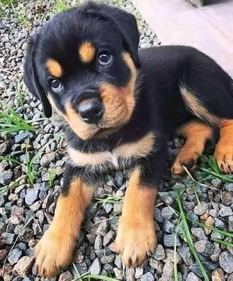  cuccioli di rottweiler ben addestrati in adozione