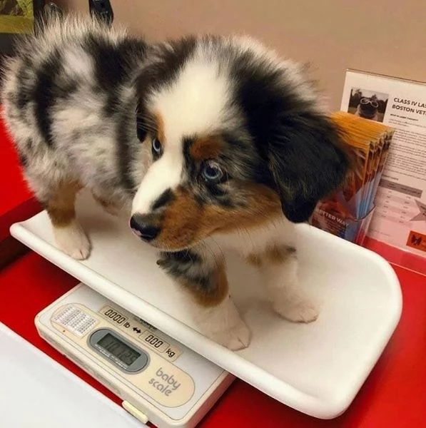 pastore australiano maschio e femmina