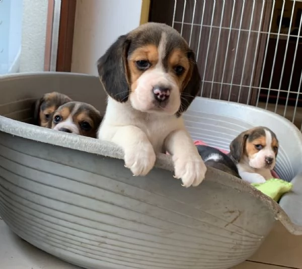 beagle  | Foto 1