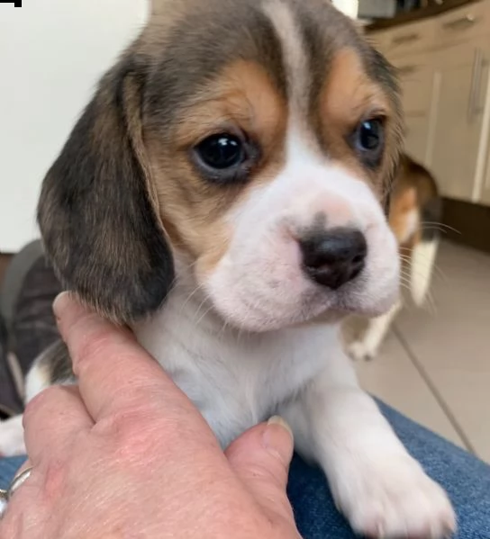 beagle  | Foto 0