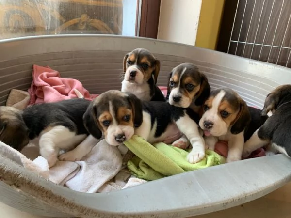 beagle 