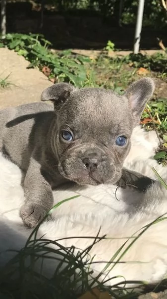 cuccioli di bulldog francese | Foto 0