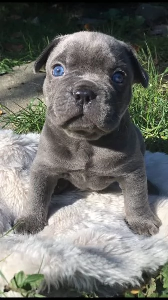 cuccioli di bulldog francese