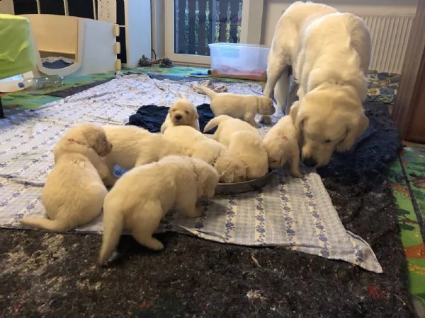 disponibili cuccioli di labrador xx | Foto 0
