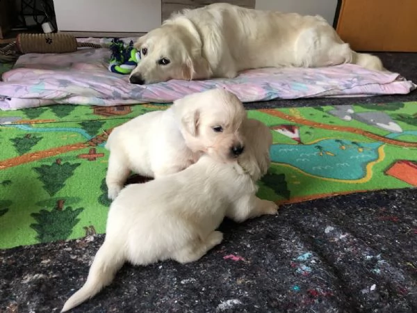 disponibili cuccioli di labrador xx
