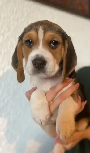cuccioli di beagle