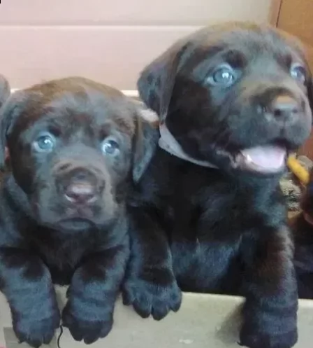 cuccioli di labrador