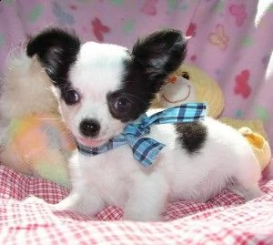 disponibili cuccioli di pelo liscio di prima classe | Foto 2