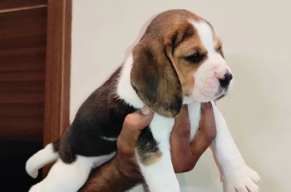  regalo beagle | Foto 0