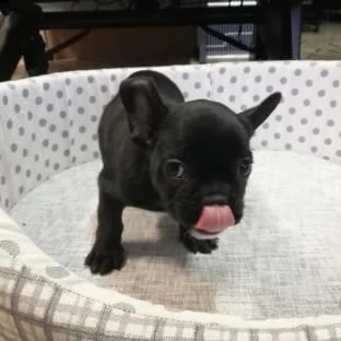 kussioli di bulldog francese | Foto 0