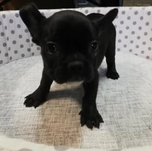 kussioli di bulldog francese