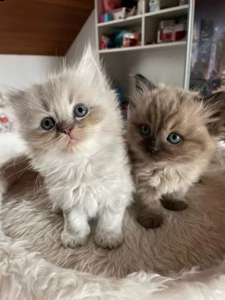 meravigiosi cuccioli di ragdoll