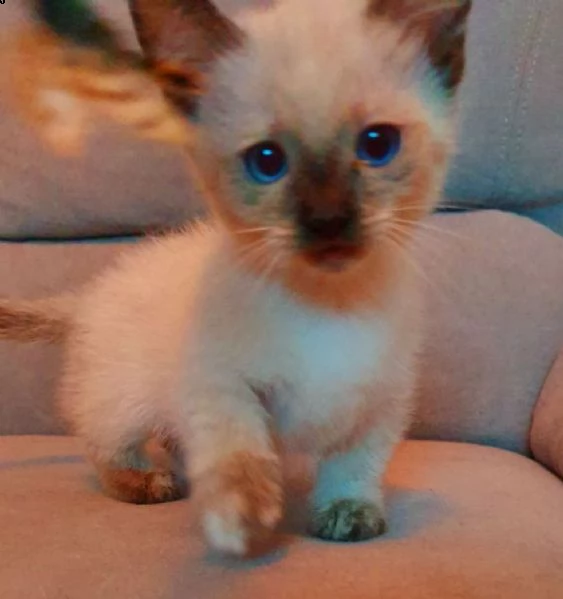 purissimi munchkin blue point
