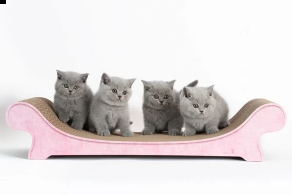 bellissimi cuccioli british shorthair blu
