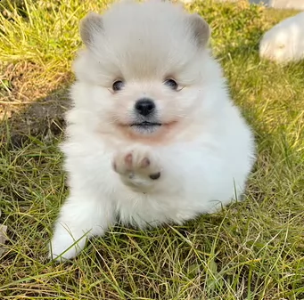 cuccioli di pomerania 