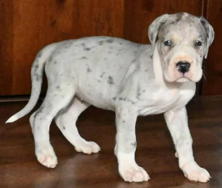 bellissimi cuccioli di alano