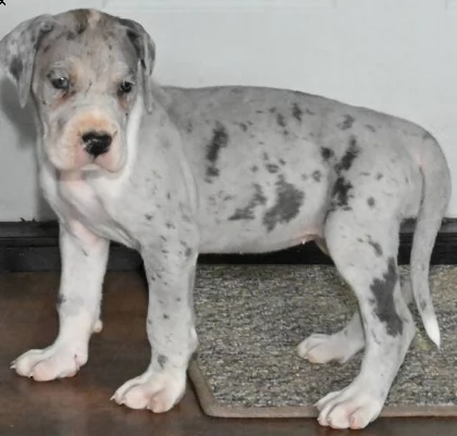 cuccioli di razza alano  maschi e femmine