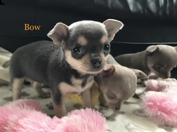 regalo cuccioli di chihuahua mini toy