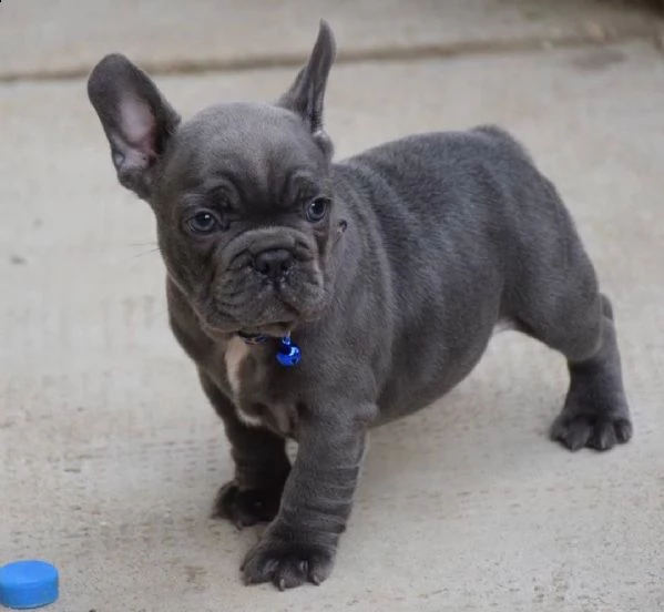vendo cuccioli di bulldog francese