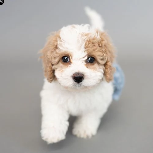 tazza da tè incredibile shih tzu disponibile