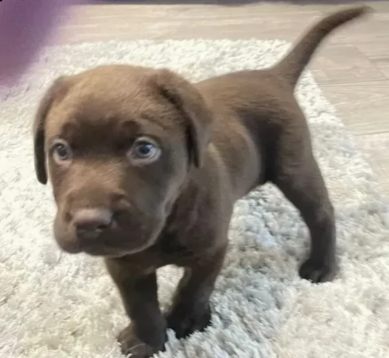 cuccioli di labrador