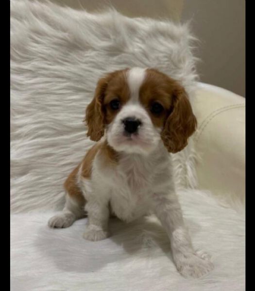 cuccioli di cavalier king charles