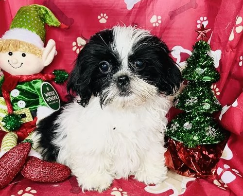 regalo bellissimi cuccioli allevati shih-tzu, colore bianco e nero.