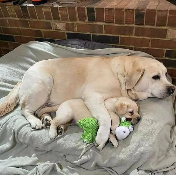  cuccioli di labrador retriever addestrati a casa