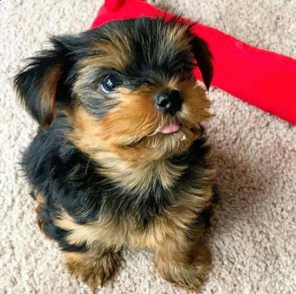   adorabili cuccioli di yorkshire terrier maschio e femmina