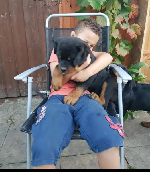 regalo cucciolo di rottweiler con un cappotto duro 