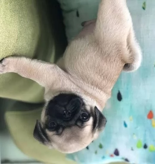 regalo carlino | Foto 0