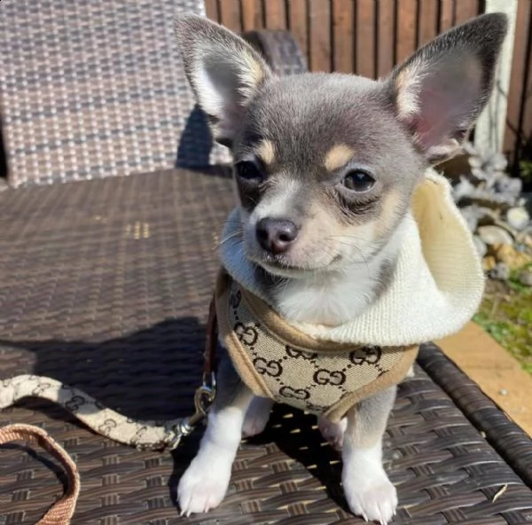 bellissimi cuccioli di chihuahua da reinserire in casa