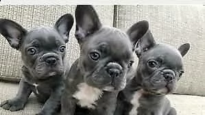 cuccioletto di bulldog francese