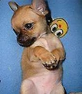 cuccioletto di chiwawa pincher