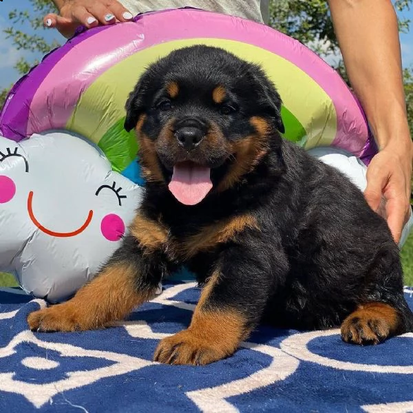 cuccioli di rottweiler maschi e femmine in adozione | Foto 0