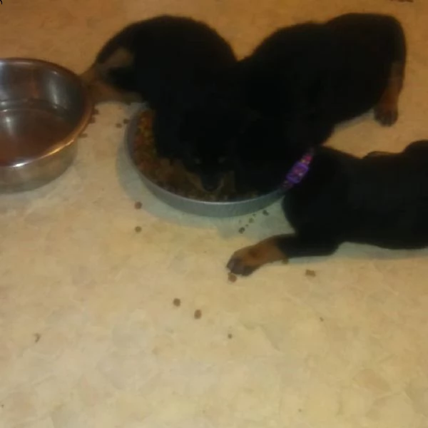 cuccioli rottweiler maschi e femmine da regalare | Foto 0