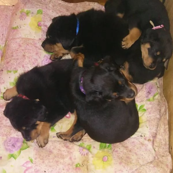 cuccioli di rottweiller di razza inestimabile pronti per l'adozione!