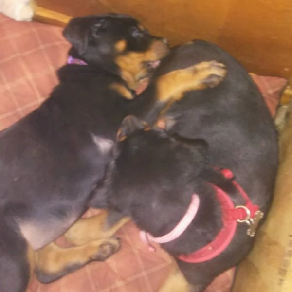 cuccioli di rottweiller di razza inestimabile pronti per l'adozione! | Foto 0